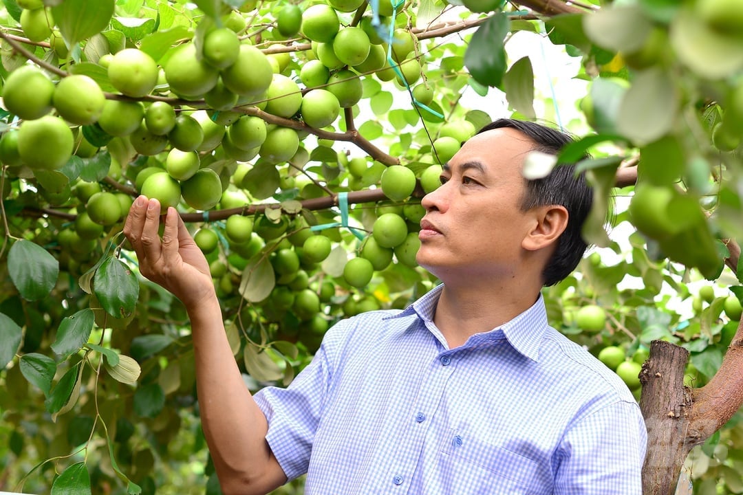 TS Mai Văn Hào, Phó Giám đốc Viện Khoa học Nông nghiệp Việt Nam kiêm Viện trưởng Viện Nha Hố kiểm tra giống táo TN01. Ảnh: PC.