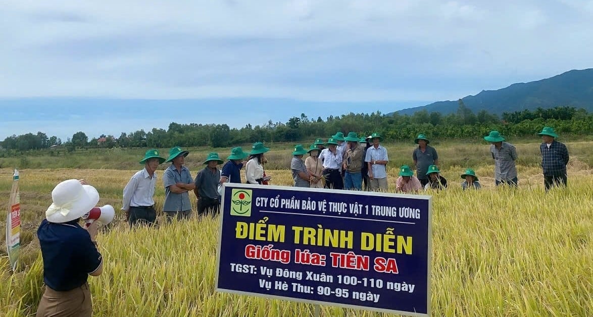 Nông dân tham quan mô hình sản xuất lúa Tiên Sa của ông Nguyễn Thu ở thôn Tân Bình (xã Tân Định, Khánh hòa). Ảnh: V.Đ.T. Nông dân tham quan mô hình sản xuất lúa Tiên Sa của ông Nguyễn Thu ở thôn Tân Bình (xã Tân Định, Khánh hòa). Ảnh: V.Đ.T.