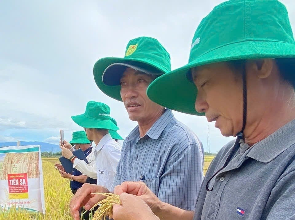 Nông dân đếm hạt trên gié lúa Tiên Sa trong mô hình sản xuất của ông Nguyễn Thu ở thôn Tân Bình (xã Tân Định, Khánh hòa). Ảnh: V.Đ.T. Nông dân đếm hạt trên gié lúa Tiên Sa trong mô hình sản xuất của ông Nguyễn Thu ở thôn Tân Bình (xã Tân Định, Khánh hòa). Ảnh: V.Đ.T.