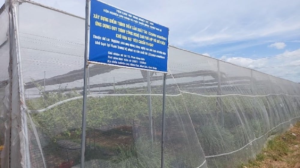 Kỹ thuật bao lưới kết hợp hệ thống lưới chống nắng cho vườn táo do Viện Nha Hố chuyển giao cho nông dân. Ảnh: PC.
