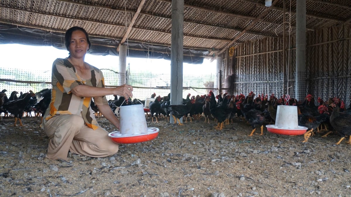 Trang trại gà của bà Trọn giữa vùng đất bãi ngang. Ảnh: Trần Trung. Trang trại gà của bà Trọn giữa vùng đất bãi ngang. Ảnh: Trần Trung.