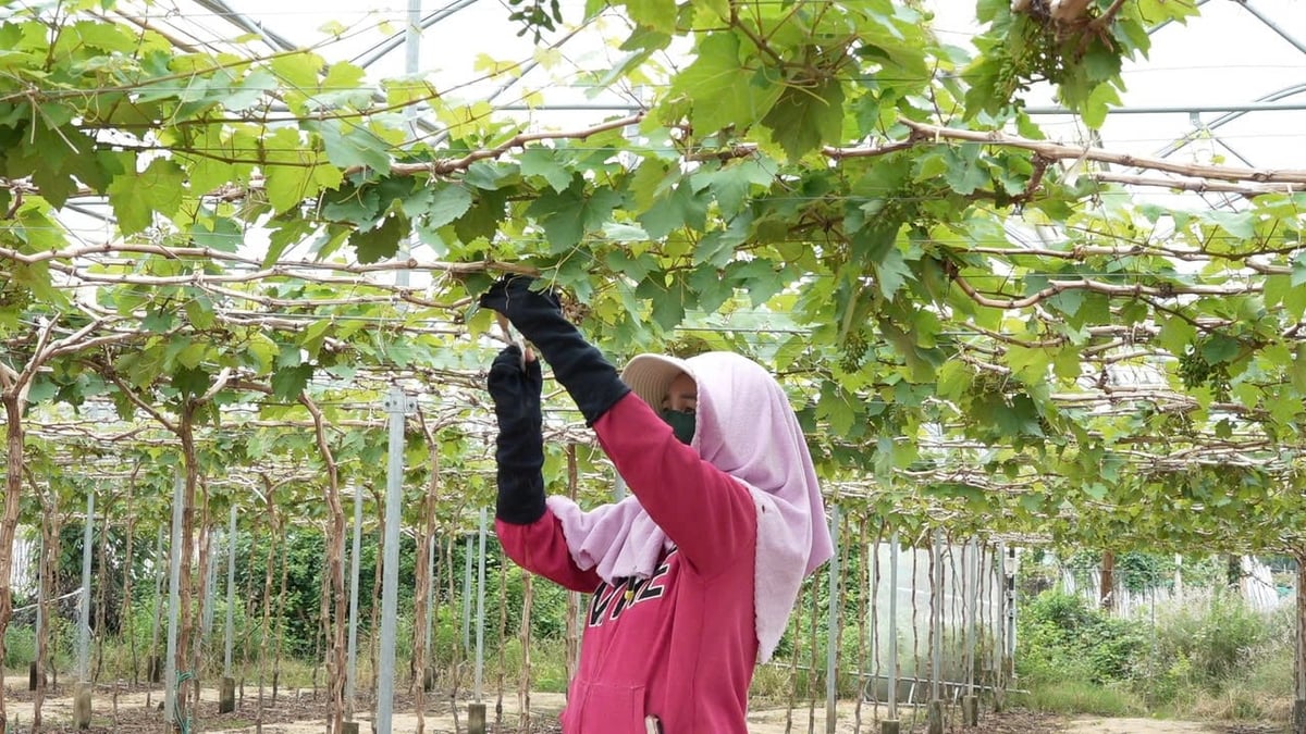 Người trồng nho được Viện Nha Hố chuyển giao kỹ thuật cắt cành tạo quả phù hợp trên từng giống nho. Ảnh: Đ.T.