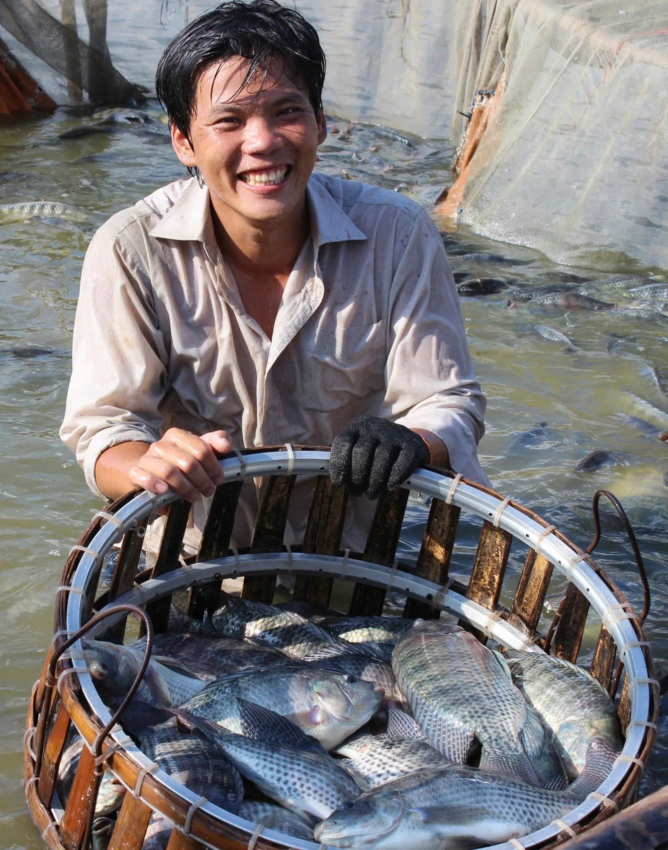 Hiện sản lượng cá rô phi Việt Nam đạt gần 300.000 tấn/năm. Hiện sản lượng cá rô phi Việt Nam đạt gần 300.000 tấn/năm.