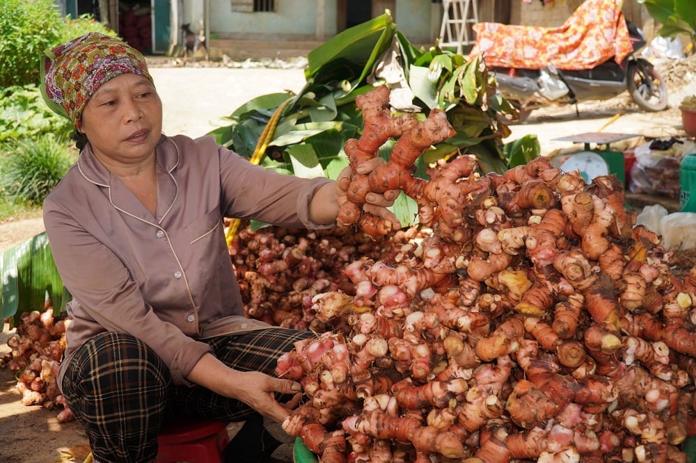 Mô hình trồng riềng đang trở thành niềm hy vọng mới cho công cuộc xóa đói giảm nghèo tại Thanh Hóa. Ảnh: Thu Thủy. Mô hình trồng riềng đang trở thành niềm hy vọng mới cho công cuộc xóa đói giảm nghèo tại Thanh Hóa. Ảnh: Thu Thủy.