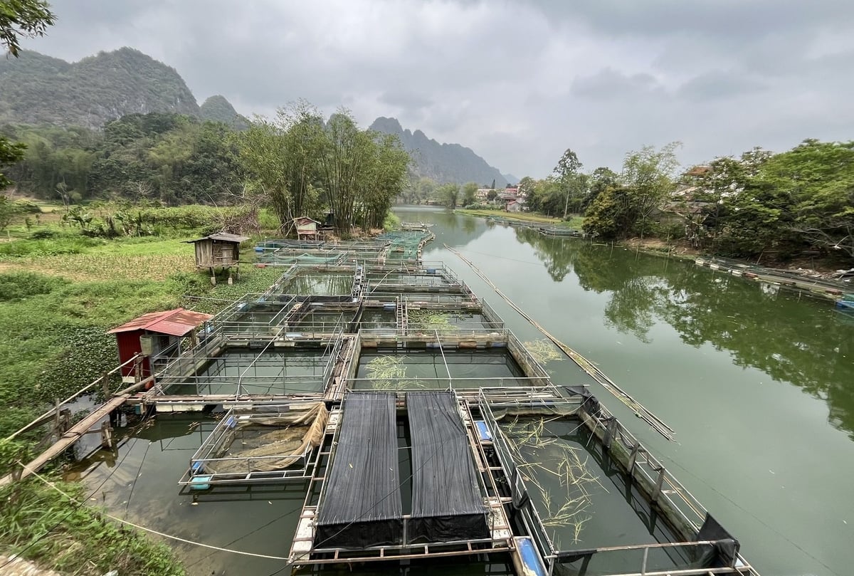 Tận dụng lợi thế mặt nước tự nhiên, trên địa bàn xã Văn Quan hiện có khoảng 200 lồng cá được duy trì thường xuyên. Ảnh: Hoàng Nghĩa. Tận dụng lợi thế mặt nước tự nhiên, trên địa bàn xã Văn Quan hiện có khoảng 200 lồng cá được duy trì thường xuyên. Ảnh: Hoàng Nghĩa.
