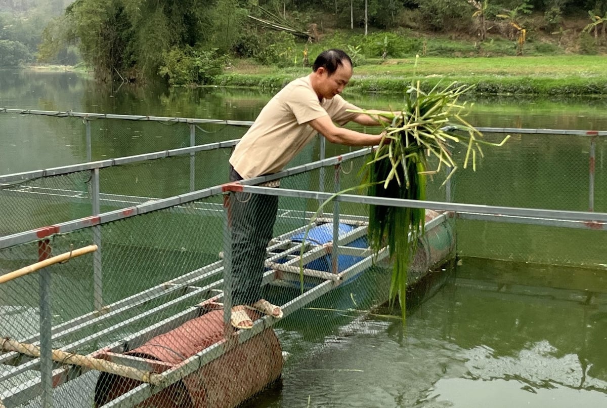 Để nâng cao chất lượng cá, anh Hải đã không sử dụng thức ăn công nghiệp mà tận dụng nguồn thức ăn tự nhiên. Ảnh: Hoàng Nghĩa. Để nâng cao chất lượng cá, anh Hải đã không sử dụng thức ăn công nghiệp mà tận dụng nguồn thức ăn tự nhiên. Ảnh: Hoàng Nghĩa.