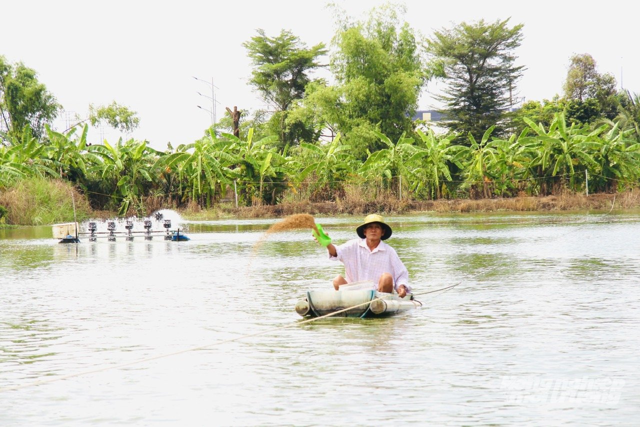 Cá rô phi được nuôi trong môi trường kiểm soát tốt, chất lượng luôn được đảm bảo cho an toàn thực phẩm. Ảnh: Hoàng Vũ. Cá rô phi được nuôi trong môi trường kiểm soát tốt, chất lượng luôn được đảm bảo cho an toàn thực phẩm. Ảnh: Hoàng Vũ.