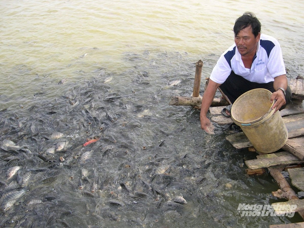 Cá rô phí có tính thích nghi tốt, có thể nuôi trong môi trường thâm canh cao, chi phí đầu tư thấp, giá rẻ nên dễ bán và trở thành nguồn dinh dưỡng hàng ngày trên mâm cơm của nhiều gia đình. Ảnh: Hoàng Vũ. Cá rô phí có tính thích nghi tốt, có thể nuôi trong môi trường thâm canh cao, chi phí đầu tư thấp, giá rẻ nên dễ bán và trở thành nguồn dinh dưỡng hàng ngày trên mâm cơm của nhiều gia đình. Ảnh: Hoàng Vũ.