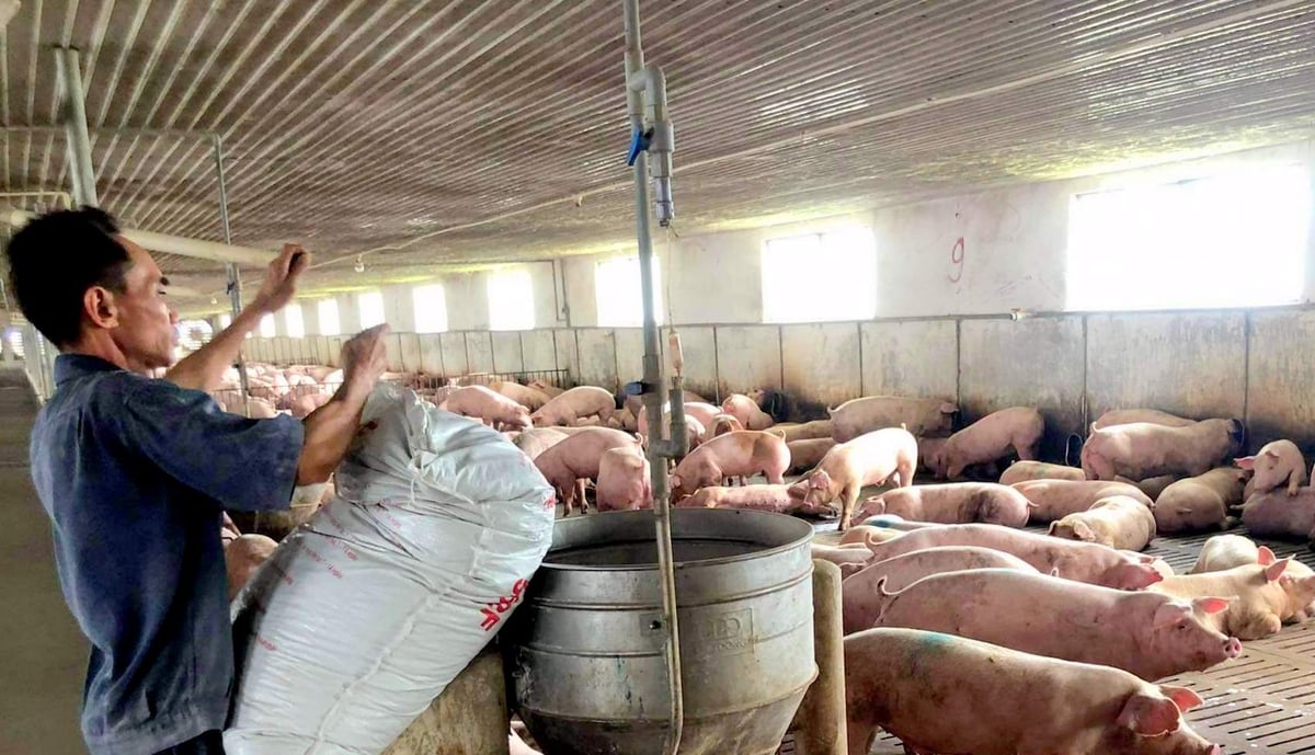 Chăn nuôi lợn an toàn sinh học là 'lá chắn' phòng chống dịch tả lợn Châu Phi. Ảnh: Kim Sơ. Chăn nuôi lợn an toàn sinh học là 'lá chắn' phòng chống dịch tả lợn Châu Phi. Ảnh: Kim Sơ.