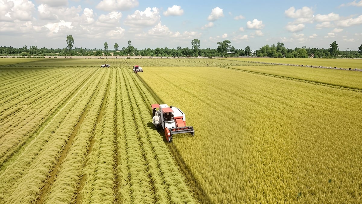 Các doanh nghiệp xuất khẩu gạo tại Vĩnh Long được yêu cầu tích cực thu mua và tạm trữ lúa cho nông dân. Ảnh: Hồ Thảo. Các doanh nghiệp xuất khẩu gạo tại Vĩnh Long được yêu cầu tích cực thu mua và tạm trữ lúa cho nông dân. Ảnh: Hồ Thảo.