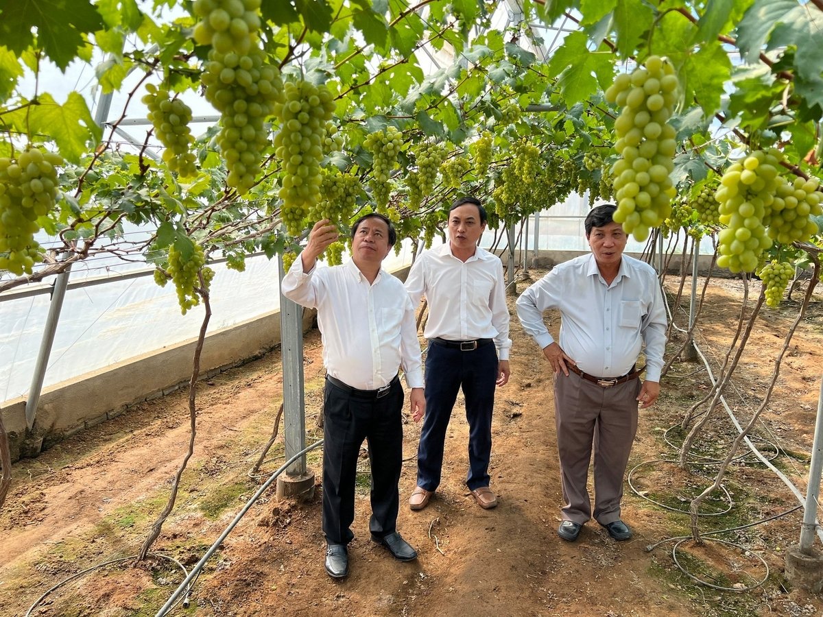 Các giống nho được Viện Nha Hố nhập nội từ Nhật Bản, Mỹ, Ấn Độ, Úc, Pháp, Thái Lan, Israel, Đài Loan, Đức, Italia và thu thập trong nước. Ảnh: P.C.