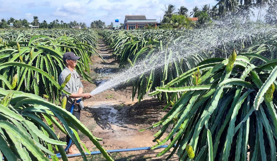 Cây thanh long giúp người dân vùng nông thôn thoát nghèo. Ảnh: Thanh Bạch. Cây thanh long giúp người dân vùng nông thôn thoát nghèo. Ảnh: Thanh Bạch.
