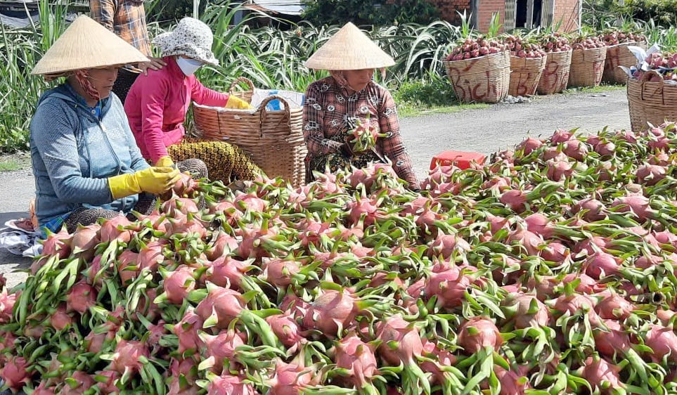 Giá thanh long hiện biến động ở mức thấp. Ảnh: Thanh Bạch. Giá thanh long hiện biến động ở mức thấp. Ảnh: Thanh Bạch.