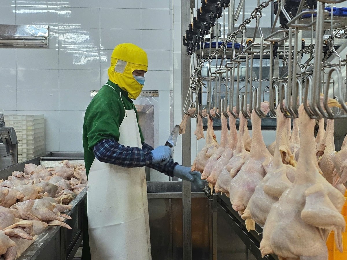 Chế biến thịt gà trong phòng lạnh đạt tiêu chuẩn giết mổ của Công ty Lượng Huệ ở Hải Phòng. Ảnh: Đinh Mười. Chế biến thịt gà trong phòng lạnh đạt tiêu chuẩn giết mổ của Công ty Lượng Huệ ở Hải Phòng. Ảnh: Đinh Mười.