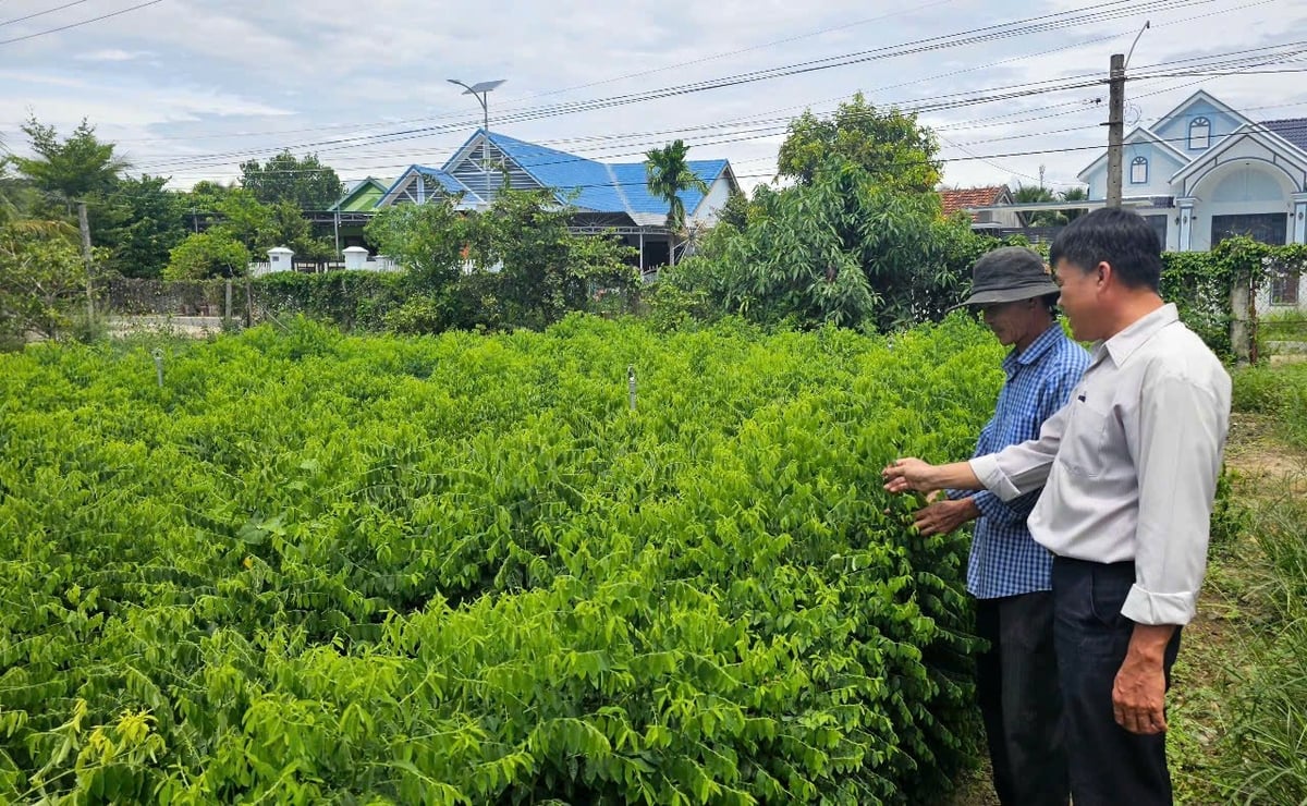 Hội Nông dân xã Diên Thọ tham quan mô hình trồng rau bồ ngót theo hướng hữu cơ của ông Võ Duy Hải, thôn Phước Lương. Ảnh: Kim Sơ.