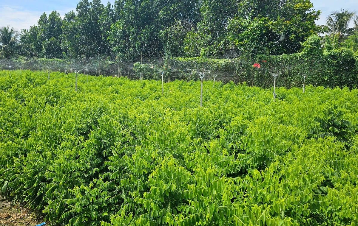 Bà con trồng rau bồ ngót ở xã Diên Thọ đều áp dụng tưới phun mưa nên rau sinh trưởng, phát triển tốt. Ảnh: Kim Sơ.