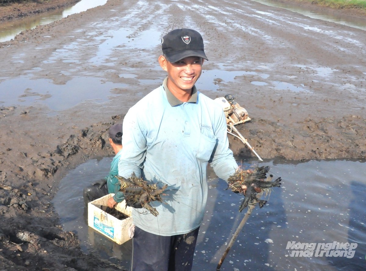 Nông dân xã An Biên thu hoạch tôm càng xanh với niềm phấn khởi khi giá tôm năm nay tăng mạnh, giúp người nuôi có thu nhập khá. Ảnh: Trung Chánh. Nông dân xã An Biên thu hoạch tôm càng xanh với niềm phấn khởi khi giá tôm năm nay tăng mạnh, giúp người nuôi có thu nhập khá. Ảnh: Trung Chánh.