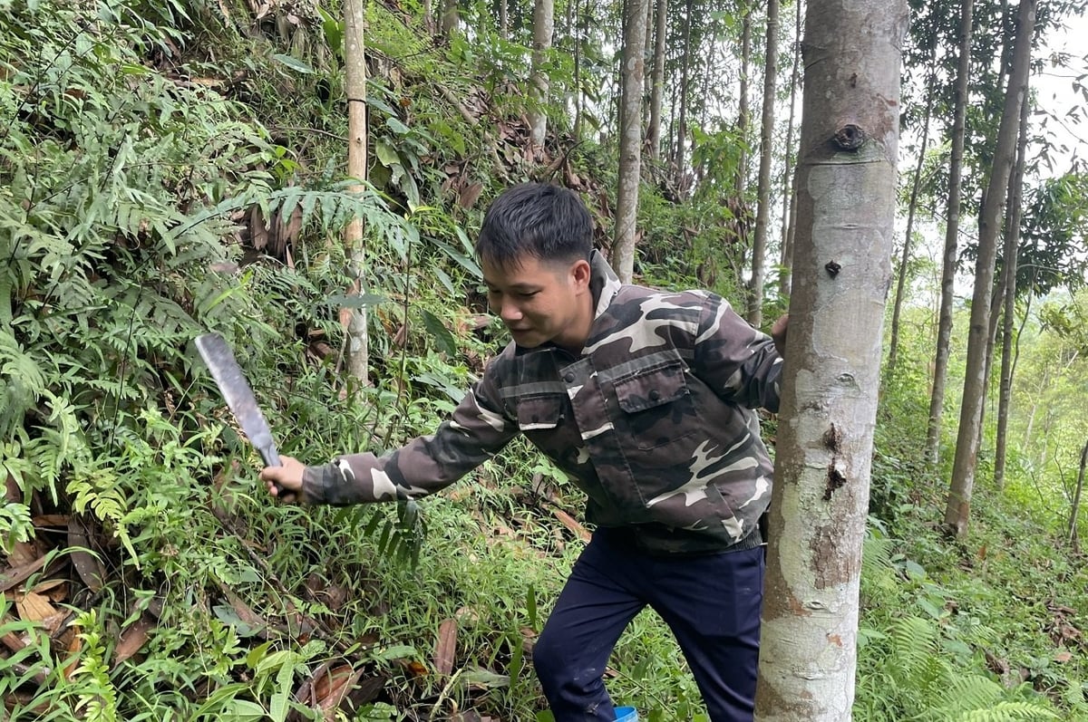 Việc chăm sóc rừng trồng luôn được người dân Lạng Sơn chú trọng, đảm bảo phát huy hiệu quả nguồn vốn vay, mang lại giá trị kinh tế. Ảnh: Hoàng Nghĩa. Việc chăm sóc rừng trồng luôn được người dân Lạng Sơn chú trọng, đảm bảo phát huy hiệu quả nguồn vốn vay, mang lại giá trị kinh tế. Ảnh: Hoàng Nghĩa.