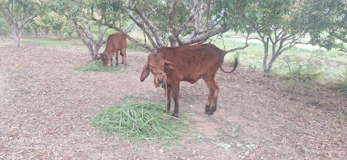 Bò sinh sản của hộ ông Vi Văn Xuân, thôn Nà Vàng, xã Vân Sơn. Ảnh: Lương Văn Sử. Bò sinh sản của hộ ông Vi Văn Xuân, thôn Nà Vàng, xã Vân Sơn. Ảnh: Lương Văn Sử.