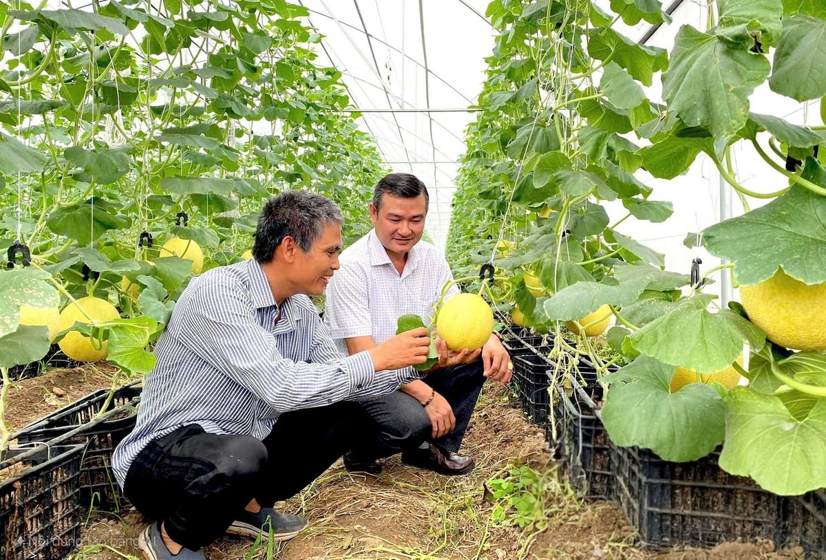 Việc liên kết giữa DN và nông dân mang lại hiệu quả kinh tế rõ rệt. Nông dân được tiếp cận nguồn giống chất lượng cao thay vì tự để giống kém ổn định, nhờ đó năng suất và chất lượng nông sản tăng đáng kể. Ảnh: Minh Sáng. Việc liên kết giữa DN và nông dân mang lại hiệu quả kinh tế rõ rệt. Nông dân được tiếp cận nguồn giống chất lượng cao thay vì tự để giống kém ổn định, nhờ đó năng suất và chất lượng nông sản tăng đáng kể. Ảnh: Minh Sáng.