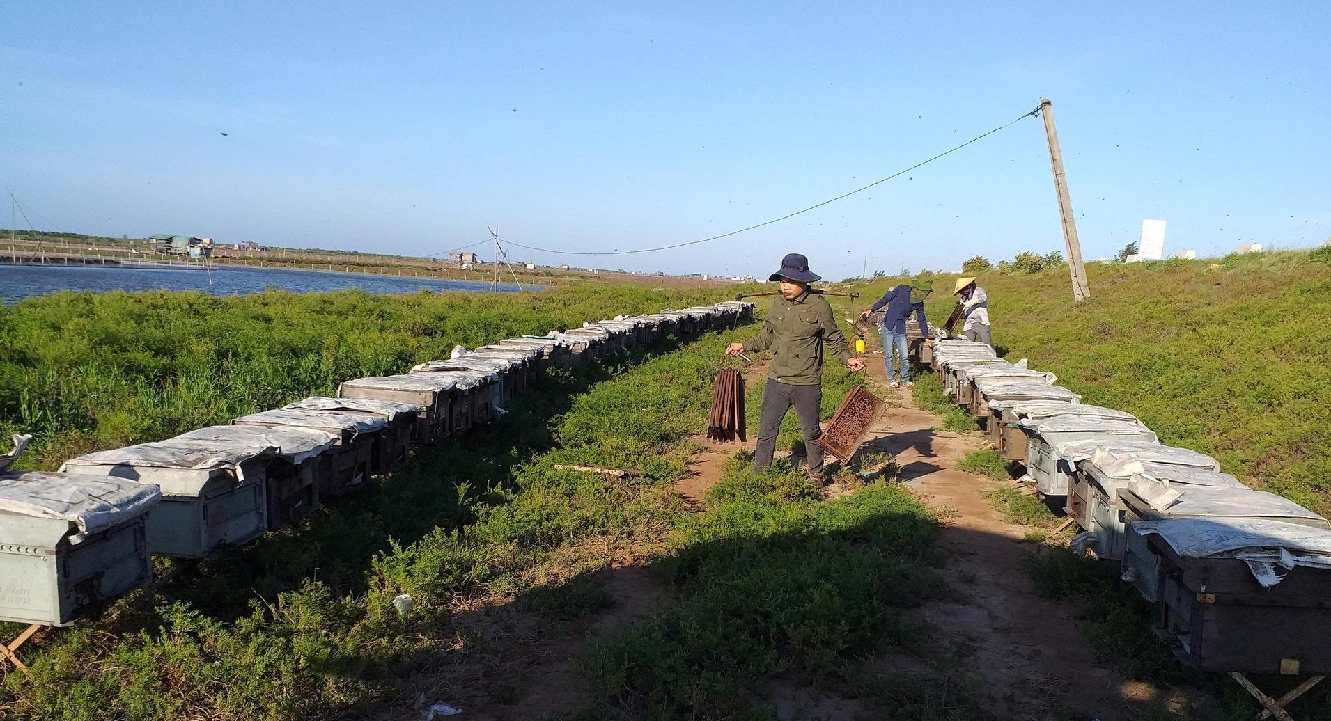 Beekeeping for honey in the mangrove forests of Xuan Thuy National Park – a sustainable approach that combines nature conservation with local livelihoods.