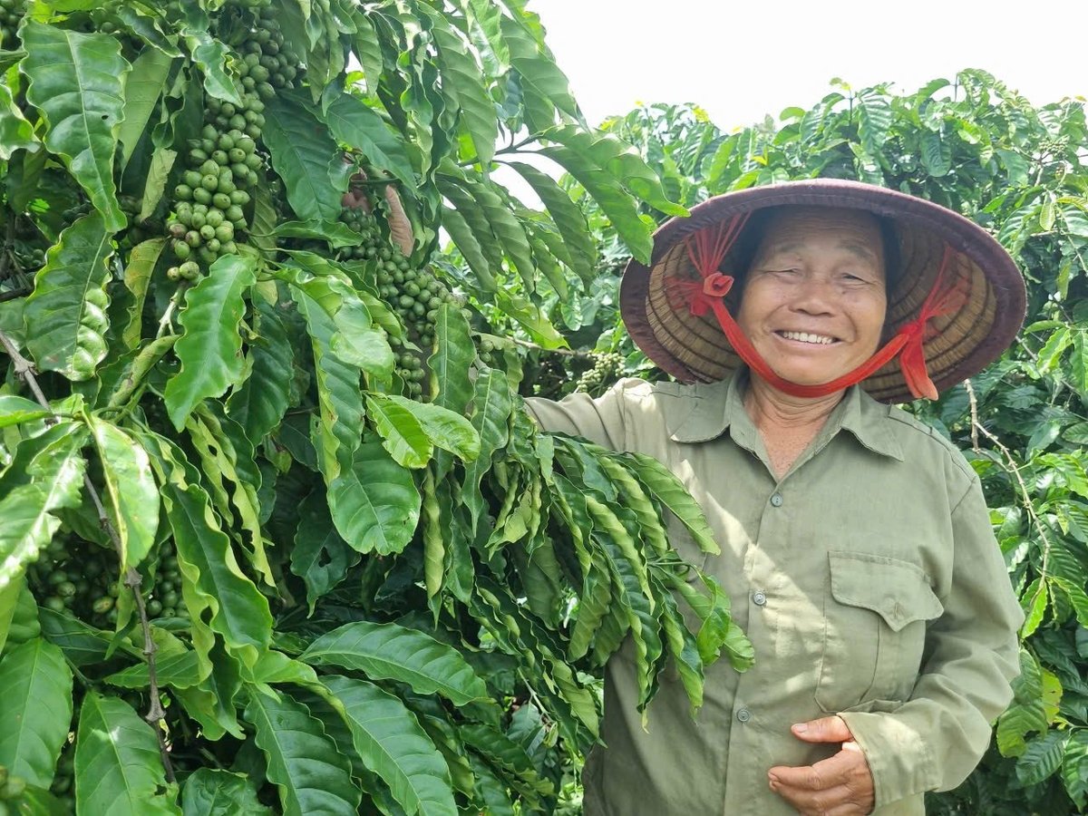 Những giống cà phê mới do WASI chọn tạo đã cho người trồng cà phê lợi nhuận ròng tăng từ 30 triệu lên 60 - 90 triệu đồng/ha. Ảnh: V.Đ.T. Những giống cà phê mới do WASI chọn tạo đã cho người trồng cà phê lợi nhuận ròng tăng từ 30 triệu lên 60 - 90 triệu đồng/ha. Ảnh: V.Đ.T.