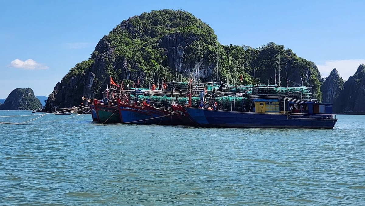 Từ 13h ngày 8/9, Quảng Ninh tạm ngừng cấp phép cho các phương tiện thủy không đủ điều kiện hoạt động ra khơi. Ảnh: Nguyễn Thành. Từ 13h ngày 8/9, Quảng Ninh tạm ngừng cấp phép cho các phương tiện thủy không đủ điều kiện hoạt động ra khơi. Ảnh: Nguyễn Thành.