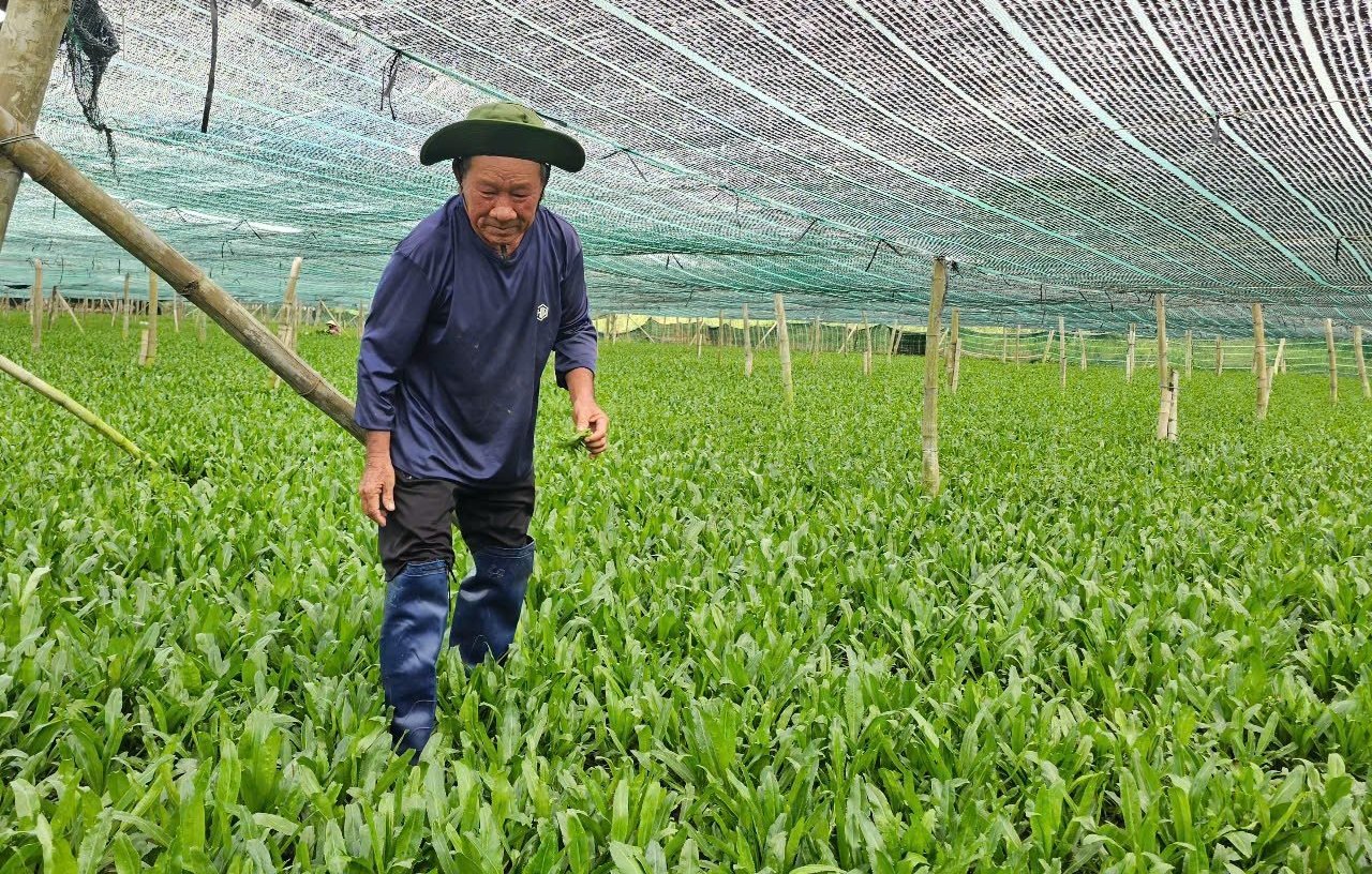 Tổ hợp tác rau màu xã Diên Điền, tỉnh Khánh Hòa hiện nay sản xuất hiệu quả, bà con có nguồn thu nhập đáng kể. Ảnh: Kim Sơ. Tổ hợp tác rau màu xã Diên Điền, tỉnh Khánh Hòa hiện nay sản xuất hiệu quả, bà con có nguồn thu nhập đáng kể. Ảnh: Kim Sơ.