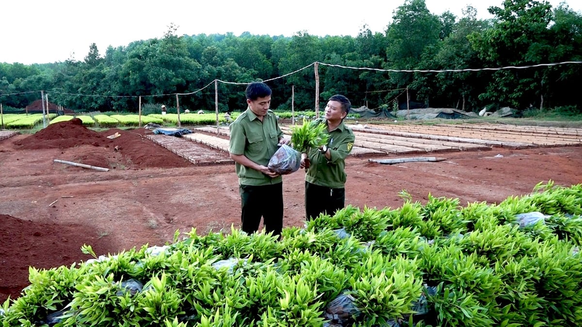Đồng Nai có nhiều vùng đất đai, thổ nhưỡng thuận lợi để phát triển các mô hình hợp tác giữa nông dân và doanh nghiệp trong sản xuất cây giống, mang lại hiệu quả kinh tế cao. Ảnh: Minh Sáng. Đồng Nai có nhiều vùng đất đai, thổ nhưỡng thuận lợi để phát triển các mô hình hợp tác giữa nông dân và doanh nghiệp trong sản xuất cây giống, mang lại hiệu quả kinh tế cao. Ảnh: Minh Sáng.