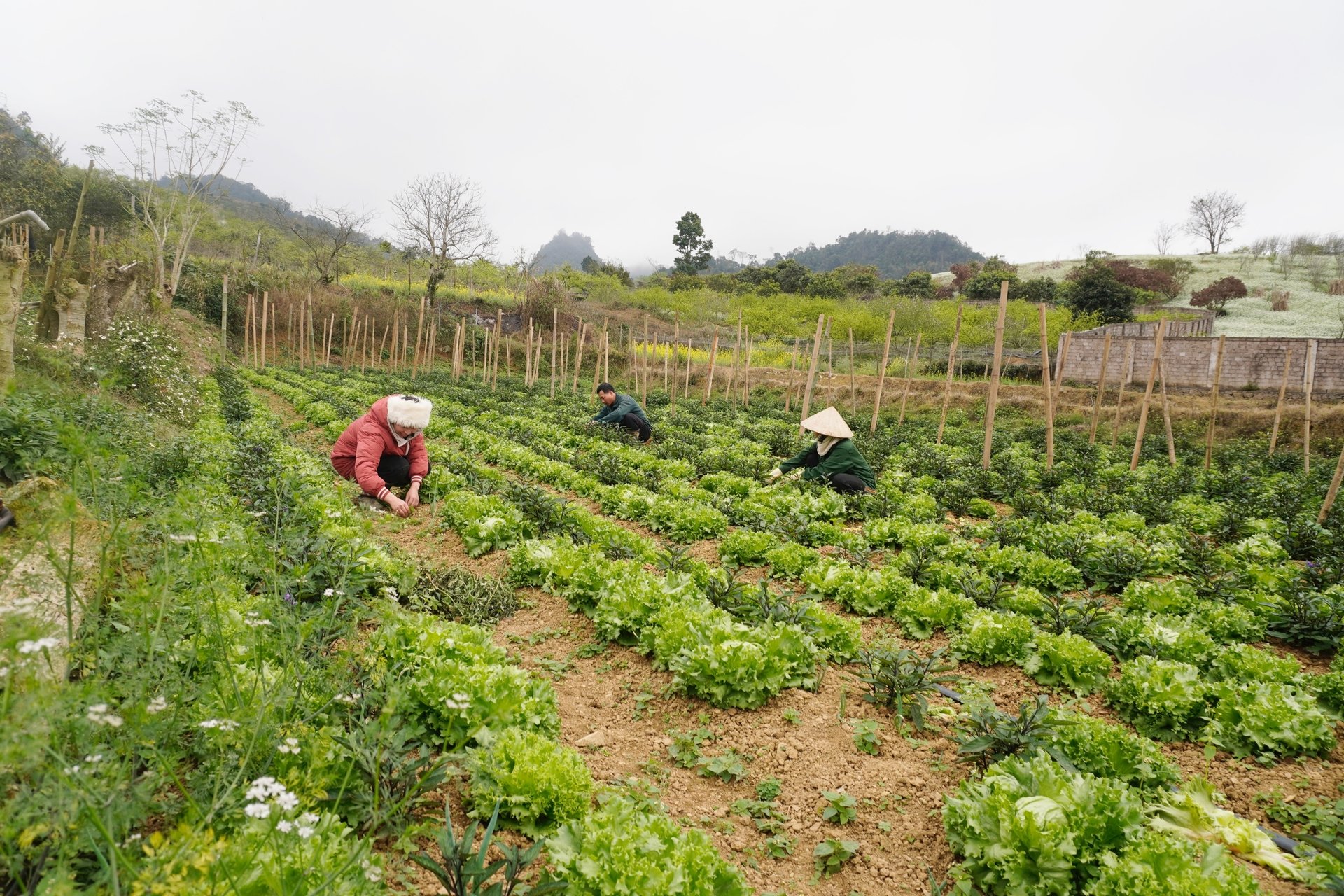 Nông nghiệp hữu cơ ở Việt Nam đã được lan tỏa mạnh mẽ, song vẫn đang ở giai đoạn đầu, còn nhiều vấn đề, nội dung và kinh nghiệm cần tiếp tục học hỏi, trao đổi với bạn bè quốc tế. Ảnh: Hồng Thắm. Nông nghiệp hữu cơ ở Việt Nam đã được lan tỏa mạnh mẽ, song vẫn đang ở giai đoạn đầu, còn nhiều vấn đề, nội dung và kinh nghiệm cần tiếp tục học hỏi, trao đổi với bạn bè quốc tế. Ảnh: Hồng Thắm.