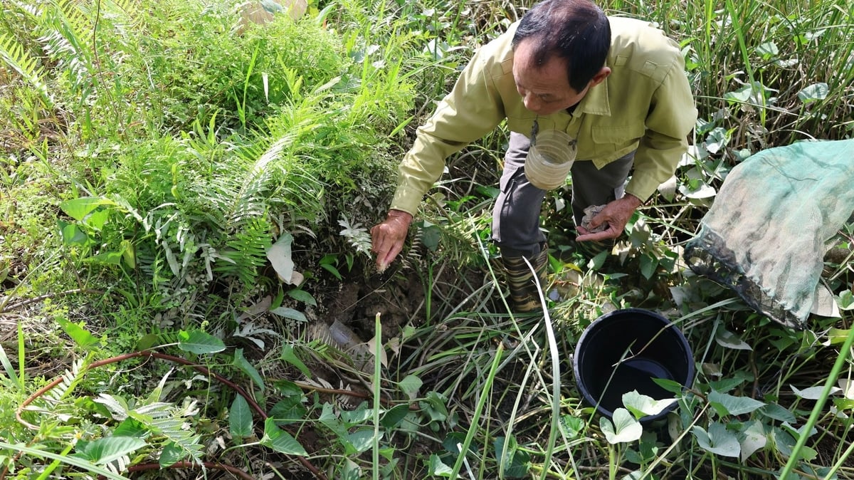 Ông Điệp dùng thính gạo rang bỏ vào chai nhựa làm mồi để thu hoạch cáy. Ảnh: Thanh Tâm. Ông Điệp dùng thính gạo rang bỏ vào chai nhựa làm mồi để thu hoạch cáy. Ảnh: Thanh Tâm.