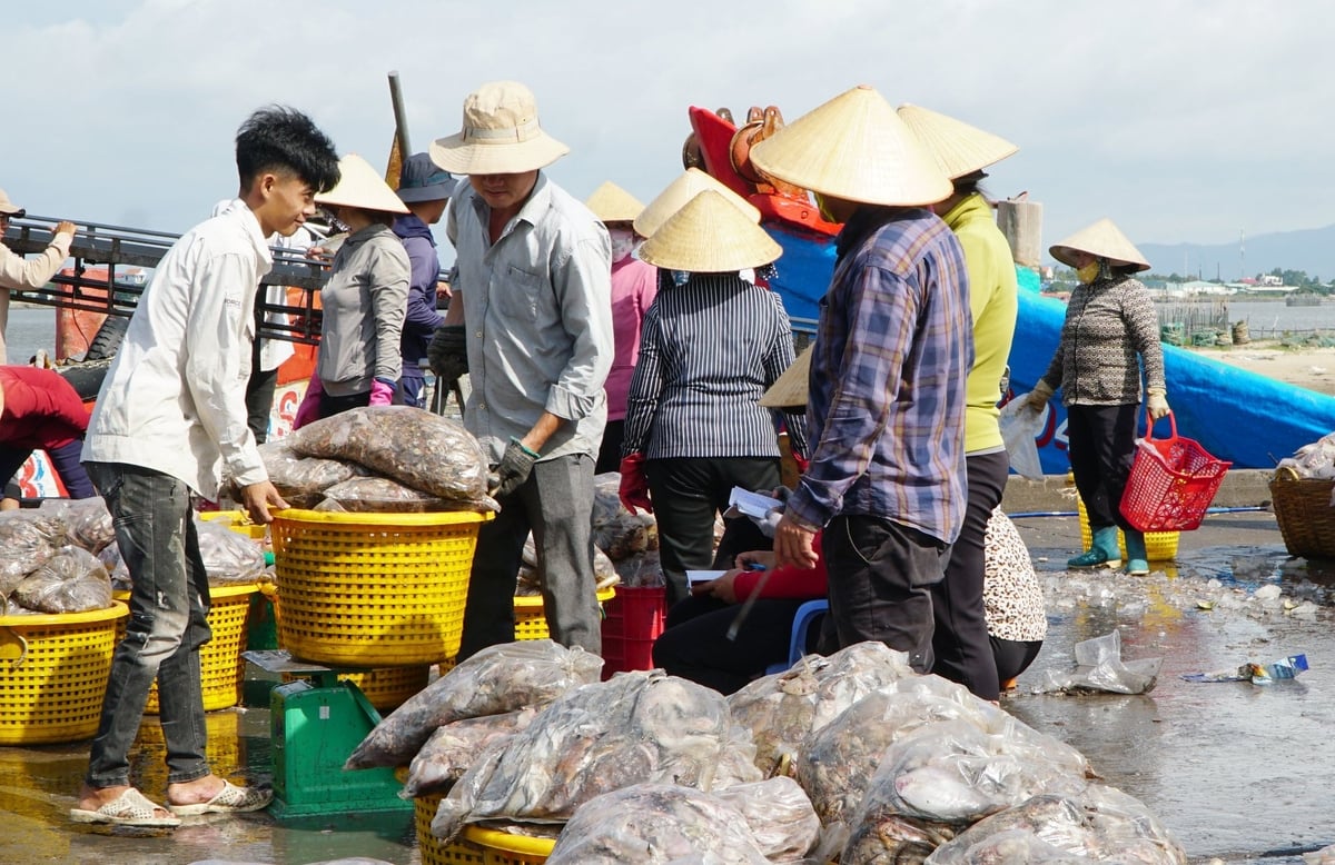 Nhiều mặt hàng hải sản khai thác của Việt Nam vẫn chưa thể xuất khẩu sang thị trường EU do vướng thẻ vàng IUU. Ảnh: Lê Bình. Nhiều mặt hàng hải sản khai thác của Việt Nam vẫn chưa thể xuất khẩu sang thị trường EU do vướng thẻ vàng IUU. Ảnh: Lê Bình.