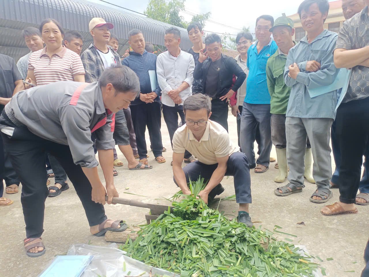 Học viên thực hành cắt cỏ để ủ thức ăn dự trữ cho trâu bò trong mùa đông. Ảnh: Lưu Hòa.