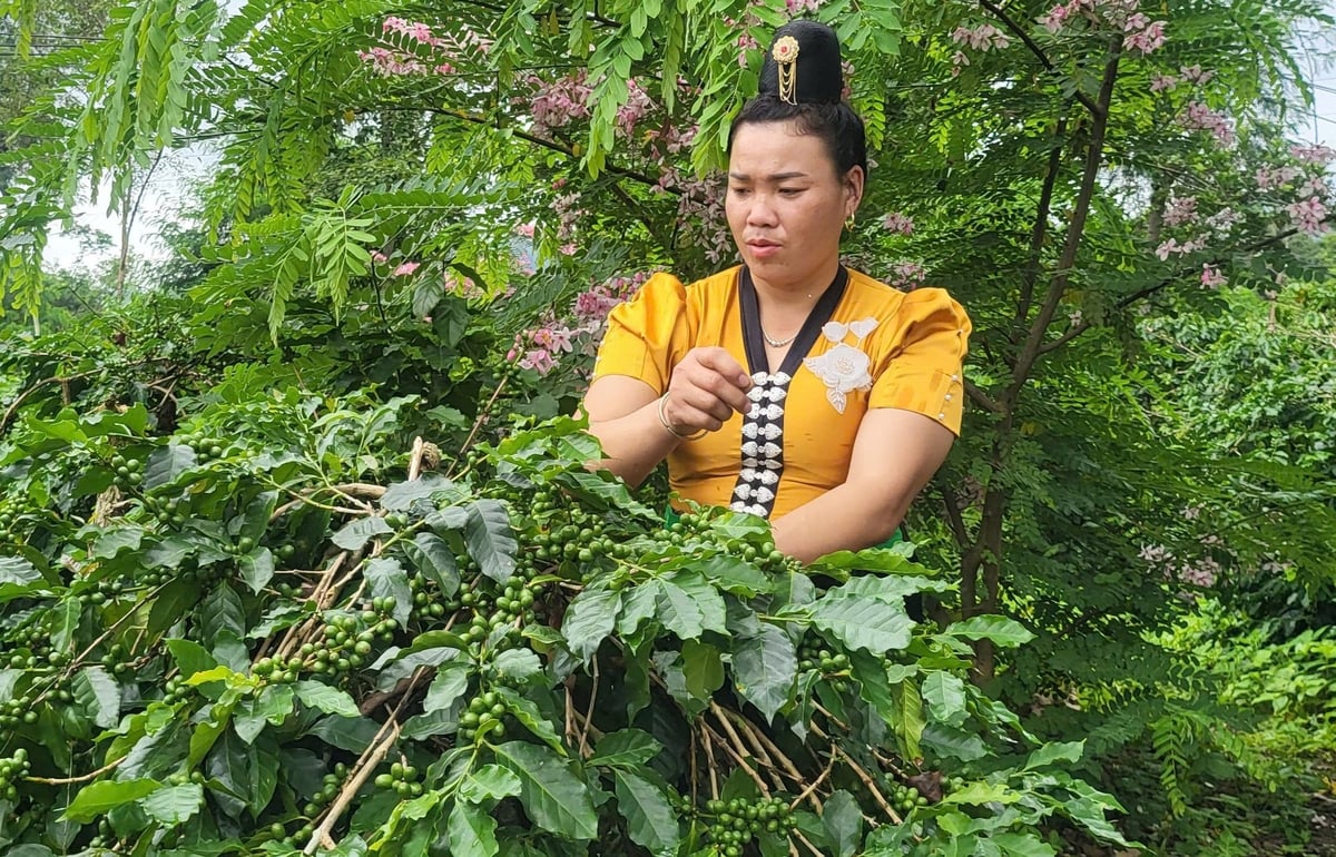 Phụ nữ Mường Ảng trồng cà phê sạch, gắn phát triển kinh tế với xây dựng nông thôn mới. Ảnh: Hoàng Châu. Phụ nữ Mường Ảng trồng cà phê sạch, gắn phát triển kinh tế với xây dựng nông thôn mới. Ảnh: Hoàng Châu.