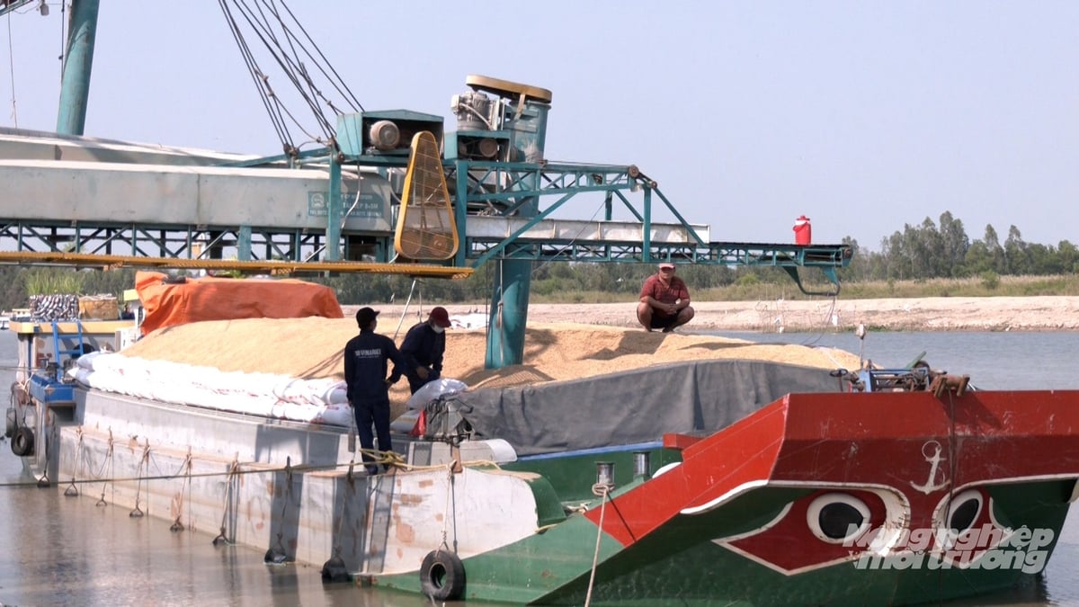Các doanh nghiệp tại vùng ĐBSCL đang tăng cường thu mua lúa để giúp nông dân tiêu thụ không bị giảm giá. Ảnh: Văn Vũ.