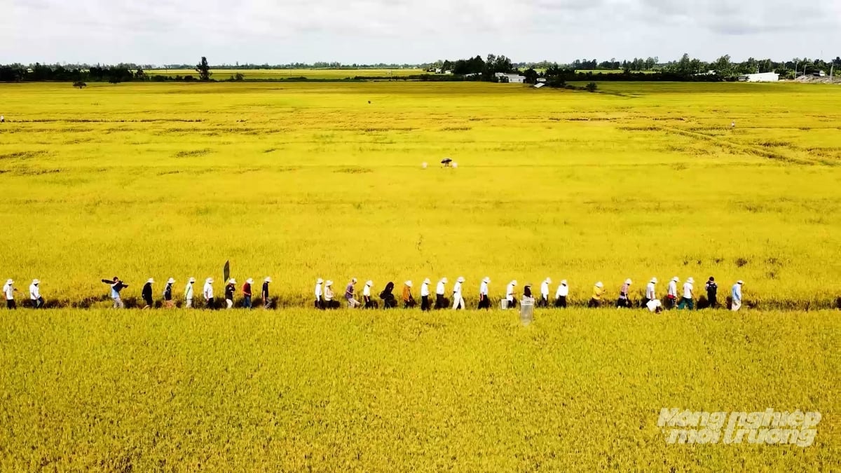 Các chuyên gia cho rằng, để hạn chế rủi ro từ biến động thị trường, ĐBSCL cần đẩy mạnh thực hiện Đề án 1 triệu ha lúa chất lượng cao, phát thải thấp. Ảnh: Văn Vũ.