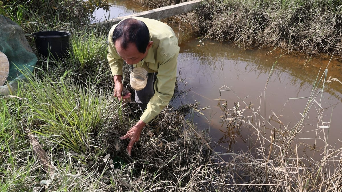 Nuôi cáy chỉ vất vả lúc thu hoạch. Ảnh: Thanh Tâm. Nuôi cáy chỉ vất vả lúc thu hoạch. Ảnh: Thanh Tâm.