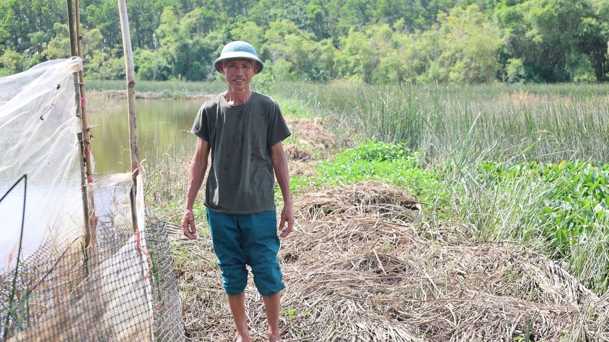 Ông Diễn trồng thêm cói tạo môi trường tự nhiên cho cáy và rươi sinh sống. Ảnh: Thanh Tâm. Ông Diễn trồng thêm cói tạo môi trường tự nhiên cho cáy và rươi sinh sống. Ảnh: Thanh Tâm.