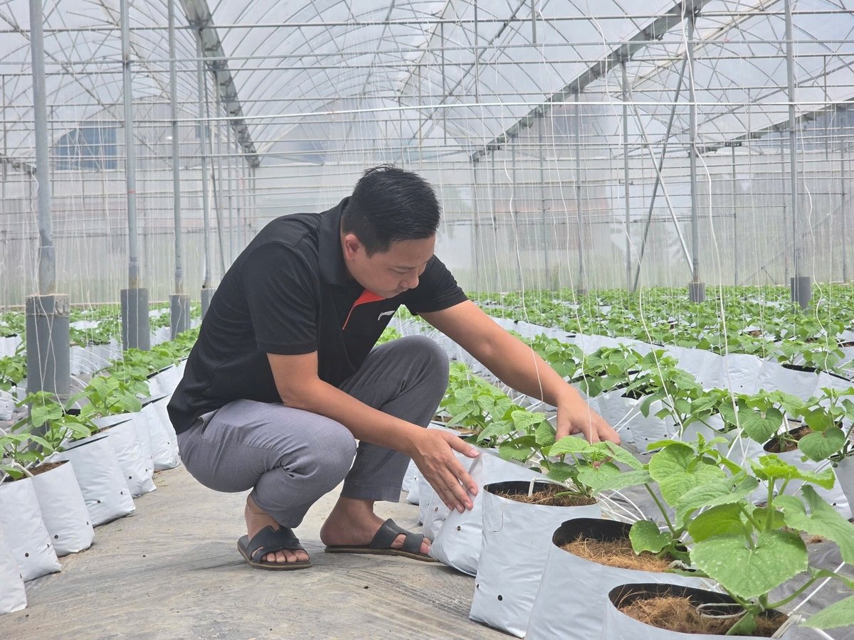 Anh Hồ Việt Hoàn cho biết sẽ mở rộng liên kết với người dân để sản xuất dưa trái vụ sau khi triển khai mô hình thành công. Ảnh: Đinh Mười. Anh Hồ Việt Hoàn cho biết sẽ mở rộng liên kết với người dân để sản xuất dưa trái vụ sau khi triển khai mô hình thành công. Ảnh: Đinh Mười.