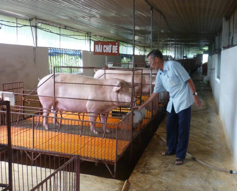 Nuôi lợn an toàn sinh học ở Phúc Thọ. Ảnh: Nhân vật cung cấp. Nuôi lợn an toàn sinh học ở Phúc Thọ. Ảnh: Nhân vật cung cấp.