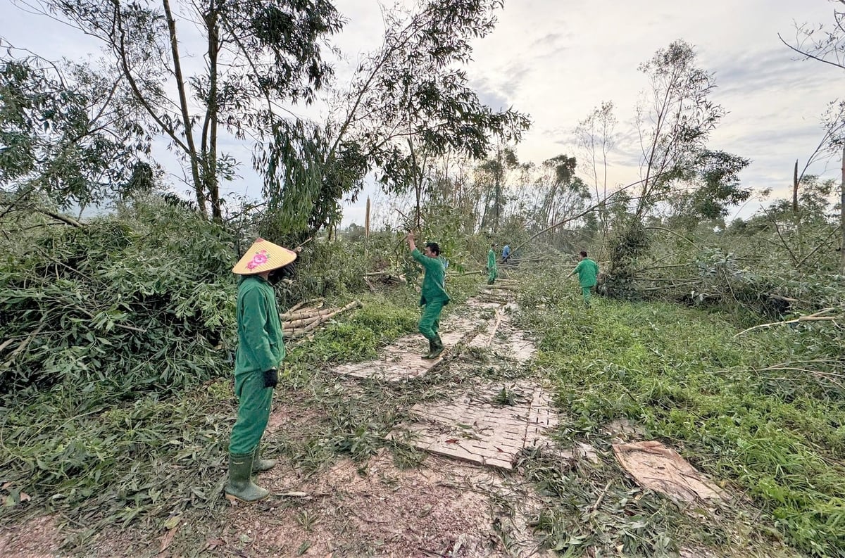 Cây xanh xung quanh trang trại bị bão đánh tan hoang. Ảnh: Hưng Phúc. Cây xanh xung quanh trang trại bị bão đánh tan hoang. Ảnh: Hưng Phúc.