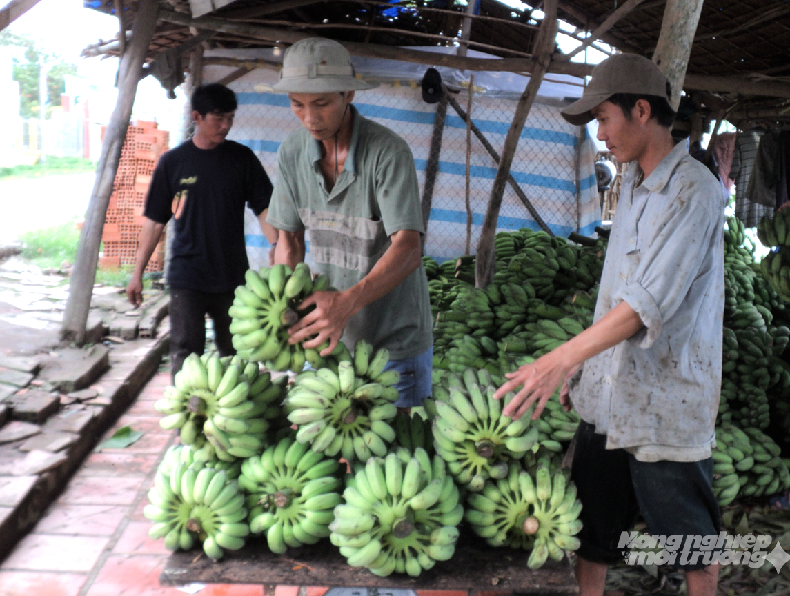 Chuối xiêm là cây trồng chủ lực và được xem là cây thoát nghèo của người dân xã U Minh Thượng. Ảnh: Trung Chánh. Chuối xiêm là cây trồng chủ lực và được xem là cây thoát nghèo của người dân xã U Minh Thượng. Ảnh: Trung Chánh.