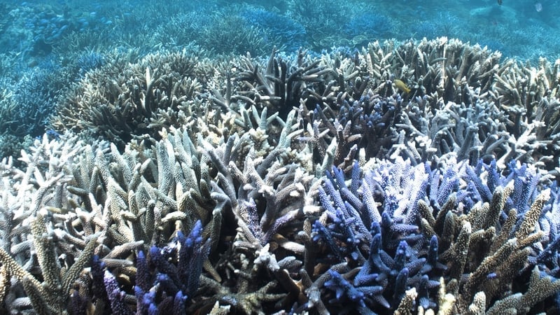 Rạn san hô Great Barrier Reef, hệ sinh thái sống lớn nhất thế giới, trải dài khoảng 2.400km ngoài khơi bờ biển phía bắc bang Queensland, Australia. Ảnh: RTE.