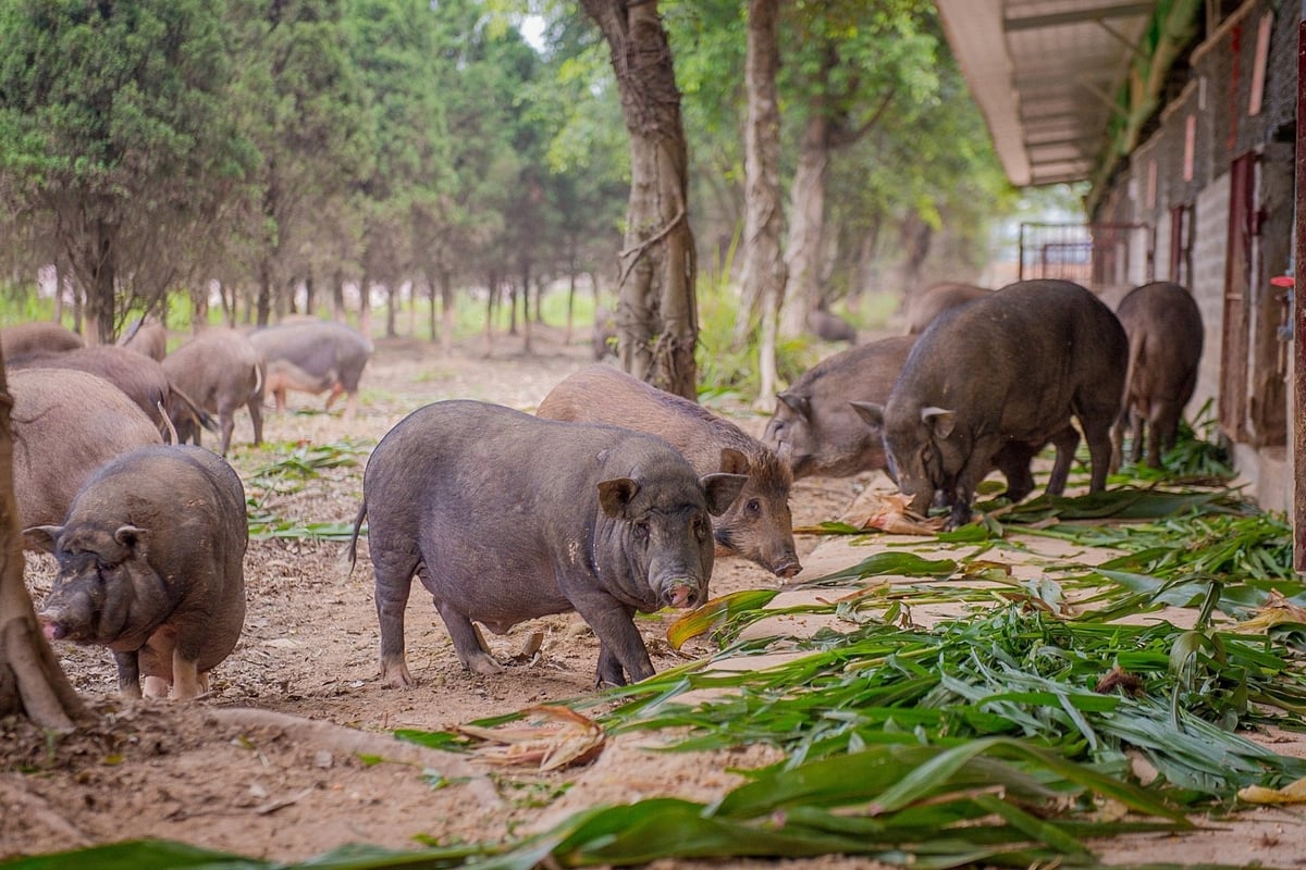 Trong nông nghiệp sinh thái, tri thức bản địa về chăn nuôi, trồng trọt luôn được khuyến khích. Ảnh: ICRAF Vietnam.