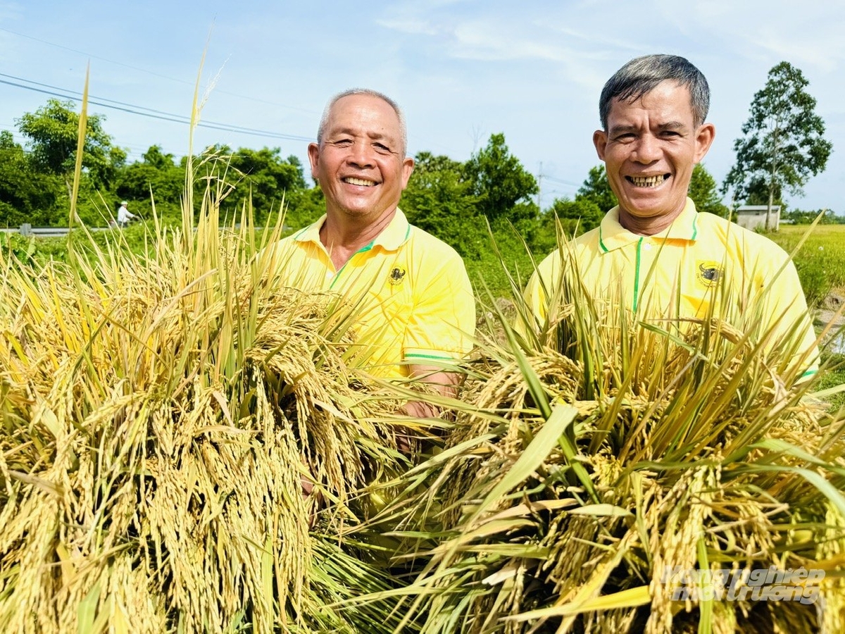 Nông dân An Giang phấn khởi thu hoạch lúa trong mô hình xử lý rơm rạ, cải tạo đất bằng phân bón Đầu Trâu Bio – Canxi. Ảnh: Lê Hoàng Vũ. Nông dân An Giang phấn khởi thu hoạch lúa trong mô hình xử lý rơm rạ, cải tạo đất bằng phân bón Đầu Trâu Bio – Canxi. Ảnh: Lê Hoàng Vũ.