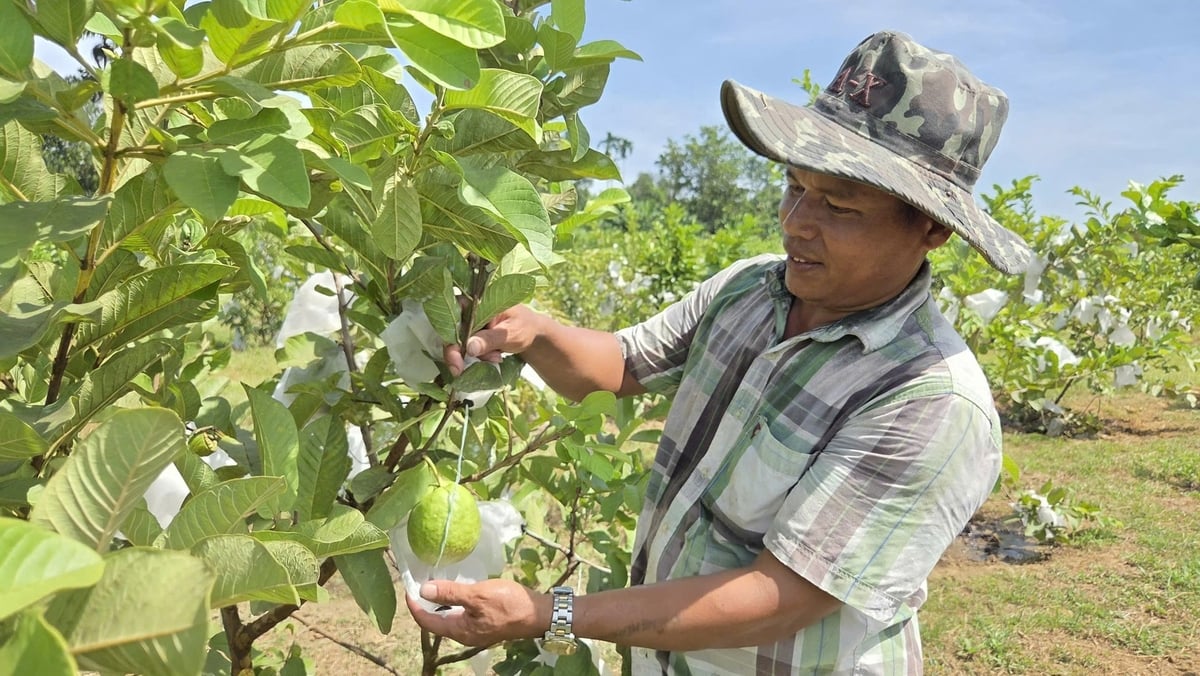 Anh Đinh Văn Thơ, mạnh dạn ứng dụng công nghệ, chuyển đổi cây trồng, xây dựng mô hình sản xuất nông nghiệp thông minh. Ảnh: Võ Hà. Anh Đinh Văn Thơ, mạnh dạn ứng dụng công nghệ, chuyển đổi cây trồng, xây dựng mô hình sản xuất nông nghiệp thông minh. Ảnh: Võ Hà.