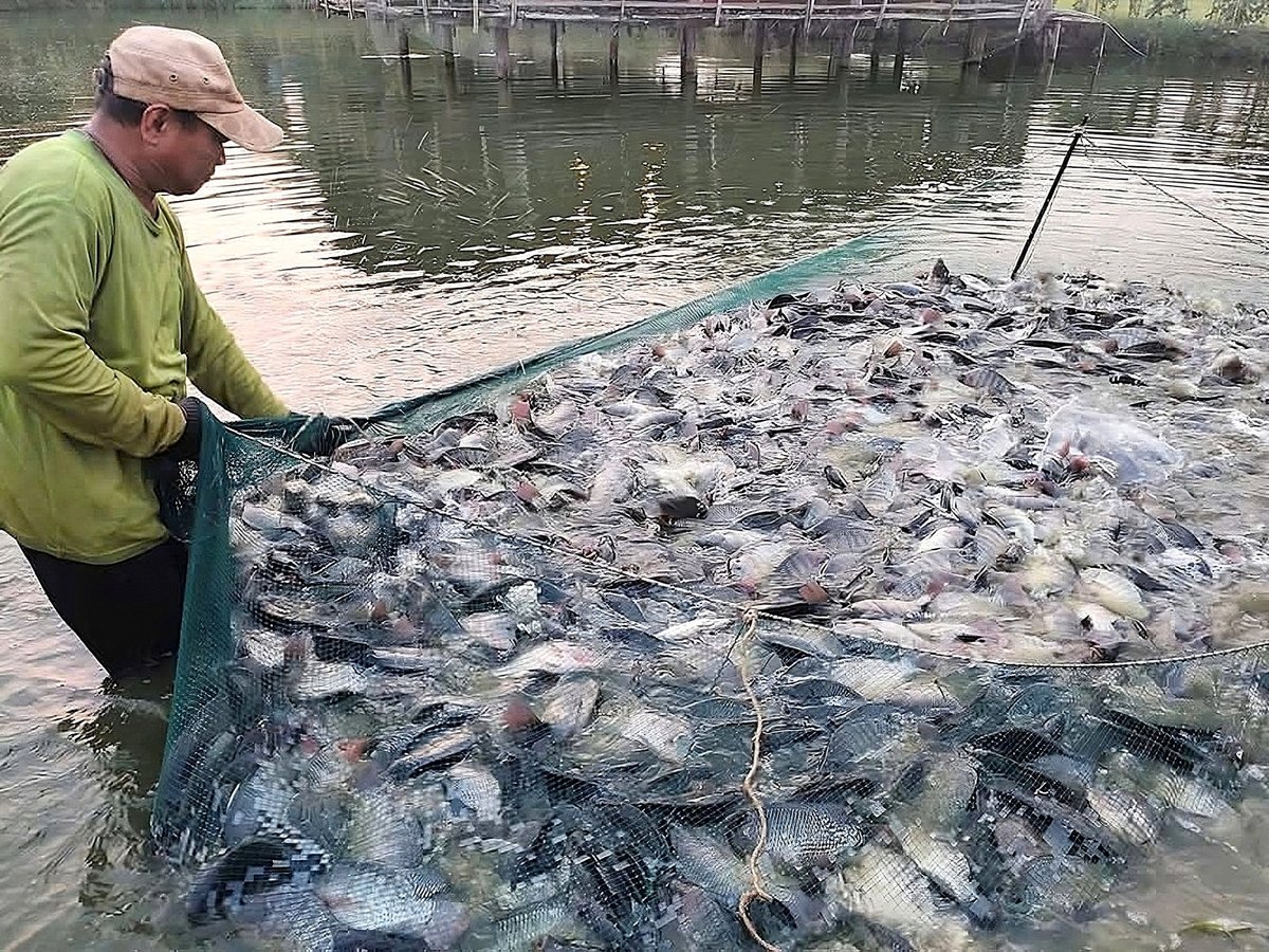 Cá rô phi vừa dễ nuôi, vừa có giá trị xuất khẩu. Ảnh: Minh Đảm.
