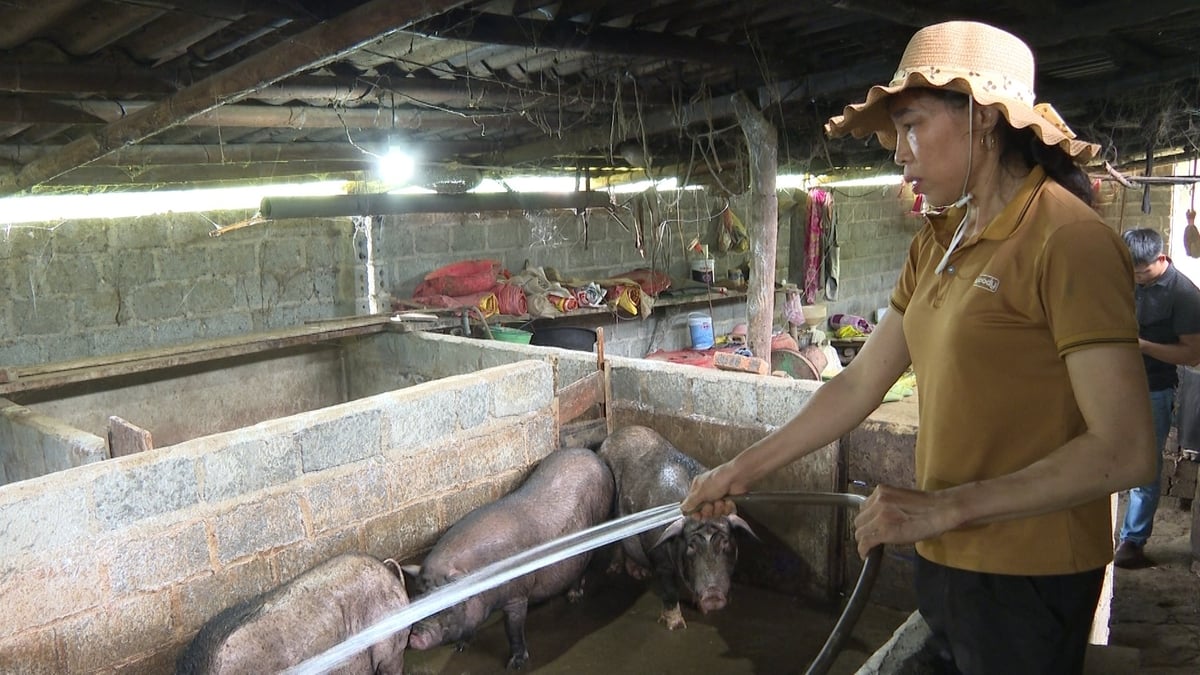Công tác phòng dịch ở các hộ chăn nuôi quy mô nhỏ còn gặp nhiều khó khăn. Ảnh: Ngọc Tú. Công tác phòng dịch ở các hộ chăn nuôi quy mô nhỏ còn gặp nhiều khó khăn. Ảnh: Ngọc Tú.