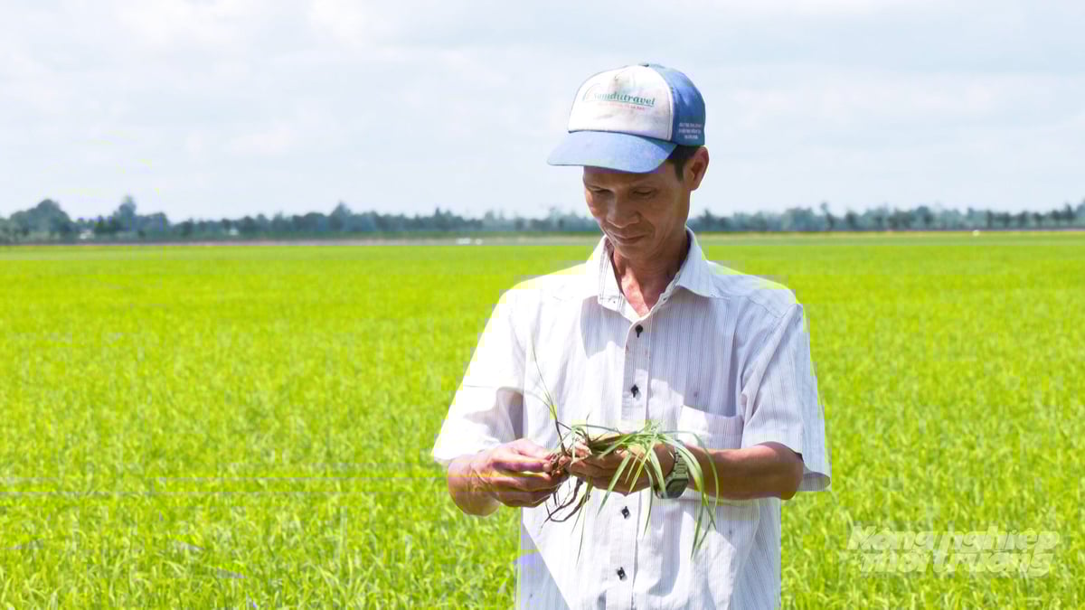 Sản xuất lúa theo tiêu chuẩn SRP là bước đi quan trọng trong lộ trình chuyển đổi nông nghiệp xanh, thích ứng biến đổi khí hậu. Ảnh: Văn Vũ.