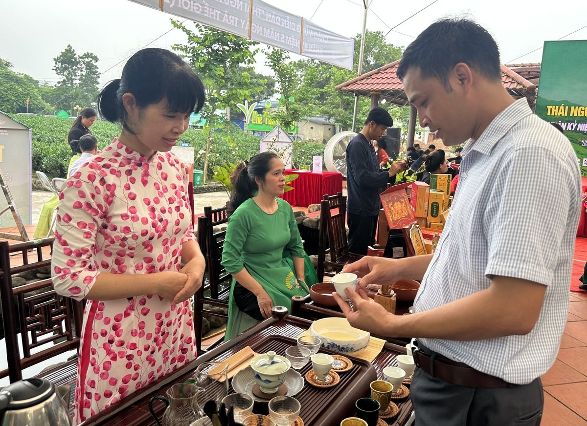 Giống chè trung du cổ luôn nhận được sự quan tâm lớn từ giới sành trà. Ảnh: Quang Linh.